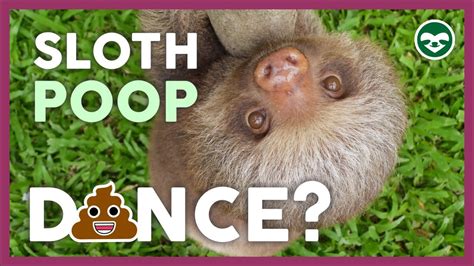 magic sloth poop